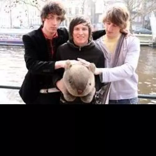 Wombats